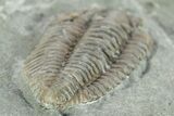 Long Prone Flexicalymene Trilobite - Mt Orab, Ohio #245136-4